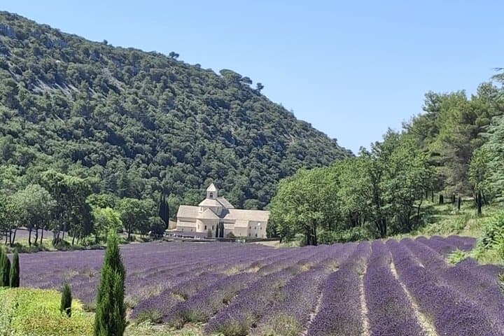 Visite des champs de lavande et des oliveraies en Provence — photo 5
