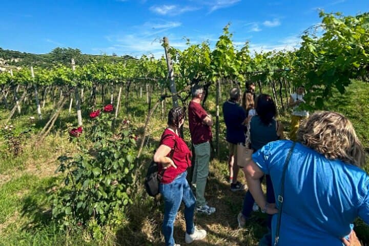 Dégustation de vin Soave et visite de vignoble — photo 2