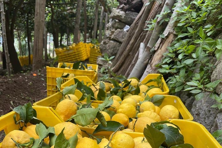 Tour del Sentiero dei Limoni con Degustazione a Maiori, Costiera Amalfitana — foto 2
