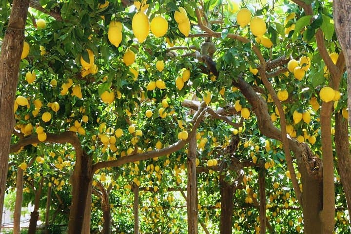Randonnée sur le Sentier des Citrons, Côte Amalfitaine