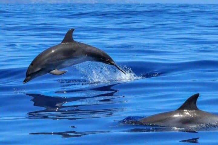 Dolphins &amp; Sailing Small-Group Tour in Benalmádena — photo 3