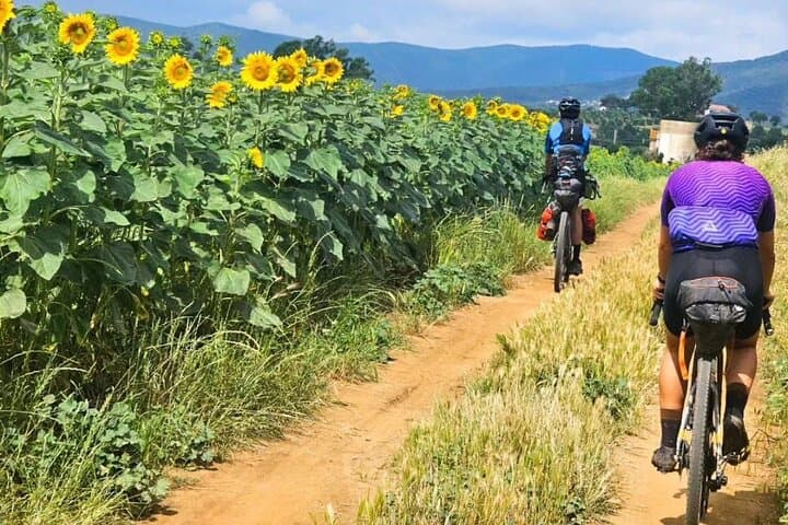 Pisa: Tour en bicicleta autoguiado al Lago Massaciuccoli — foto 2