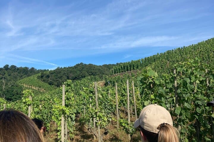 Escursione e Vino tra Côte-Rôtie e Condrieu — foto 3