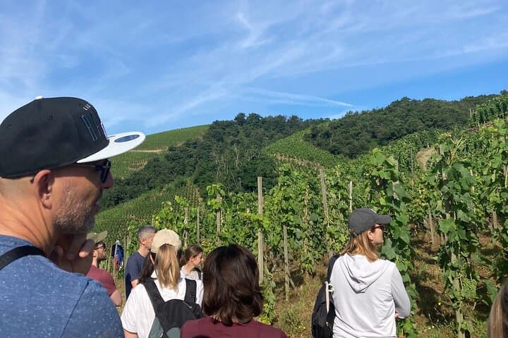 Escursione e Vino tra Côte-Rôtie e Condrieu — foto 4