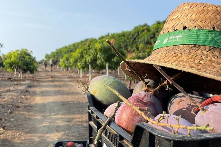 Tropentour: Avocado- und Mango-Plantage - Málaga