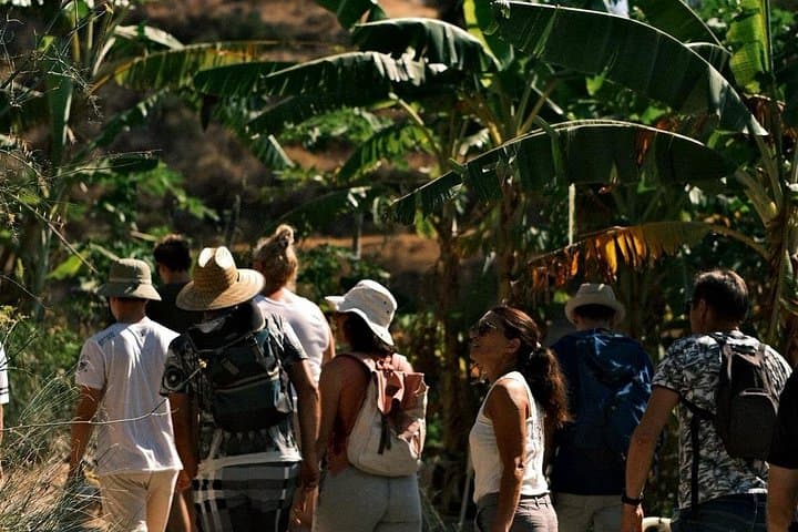 Geführte Tour zur einzigen Kaffeefarm in Europa — Foto 2