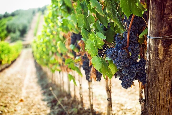 Fuga di mezza giornata nel Chianti: Assapora il cuore della Toscana — foto 4