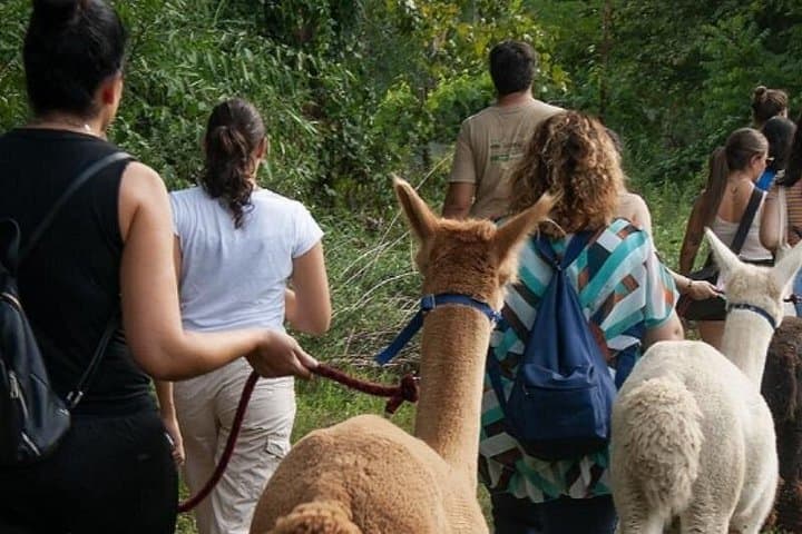Promenade avec des alpagas à la Ferme Éducative Cascina Cassotti Balbo