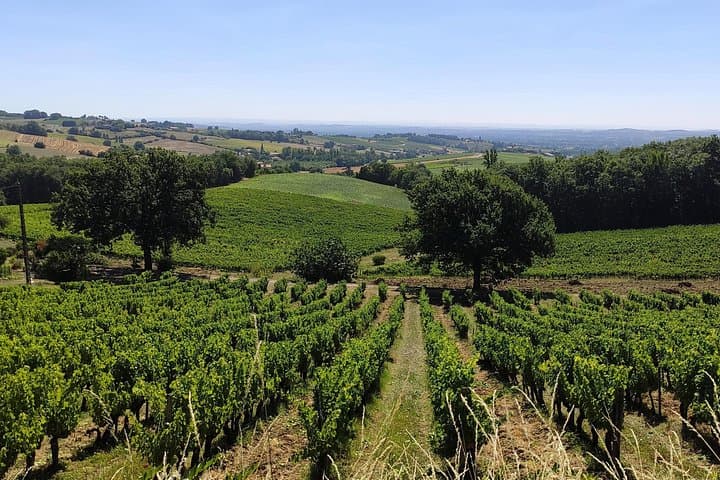 Visite de groupe des vins de Gaillac au départ de Toulouse — photo 2