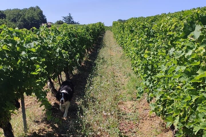 Visite de groupe des vins de Gaillac au départ de Toulouse — photo 4