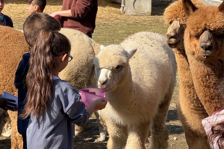 Rencontre avec les Alpacas du Monviso à la Ferme Éducative de Turin