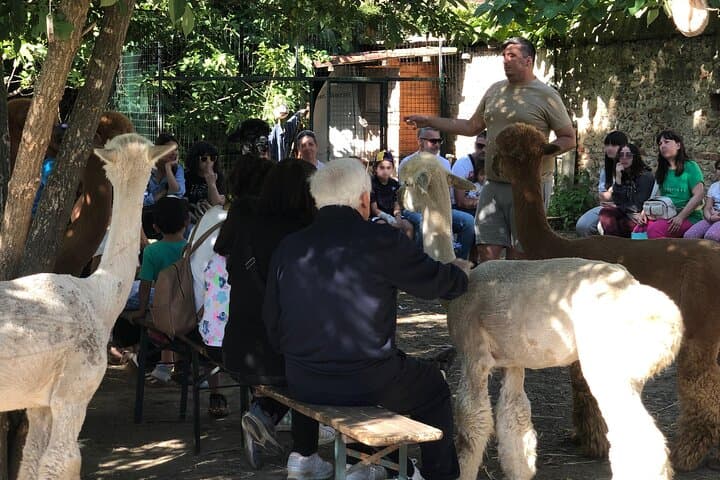 Treffen mit den Alpakas von Monviso auf dem Bildungshof Turin — Foto 2