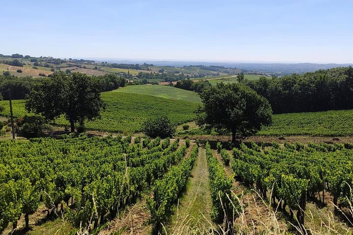 Tour del Vino in Piccolo Gruppo a Gaillac da Tolosa