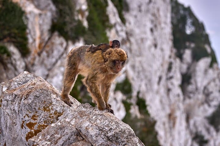 Gibraltar und Mijas Tour von Málaga — Foto 3