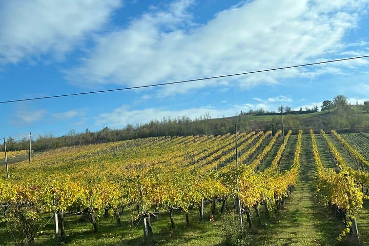 Bologna: Parmigiano, Aceto, Vino, Pranzo + Trasferimento — foto 2