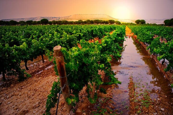 Tour di Vino e Natura nella Ribera del Duero e La Rioja da Madrid
