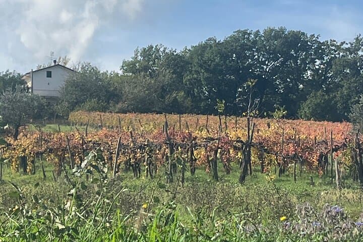 Expérience Privée de Vin et Saveurs en Irpinia depuis Amalfi