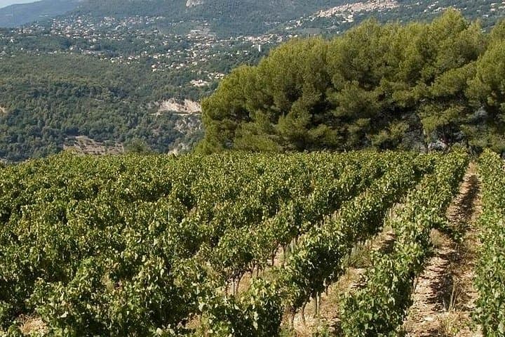 Giro in bici elettrica: Vigna biologica di Bellet Partenza da Nizza — foto 3