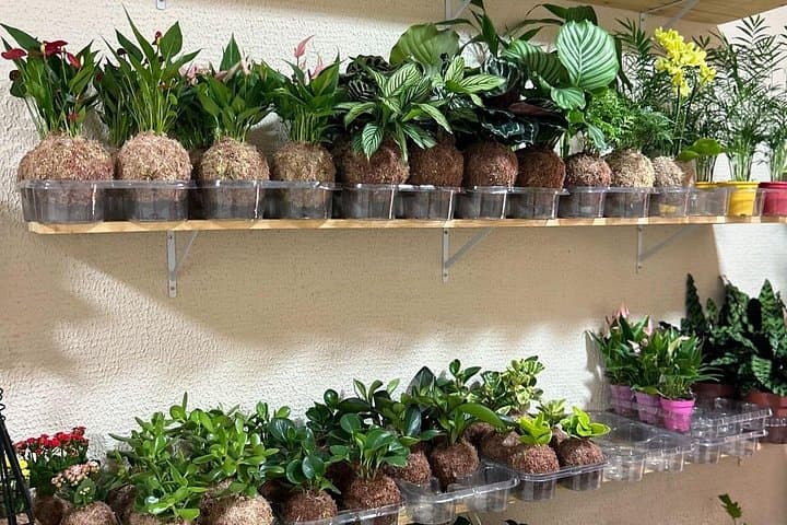 Corso di Kokedama Giapponese nel Quartiere Navigli di Milano — foto 4