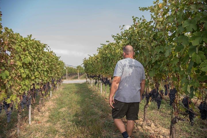 Dégustation de vins avec des collations à Neive, au cœur du Langhe — photo 4