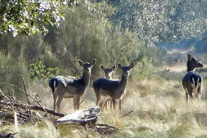 Senderismo en el Parque San Rossore — foto 2