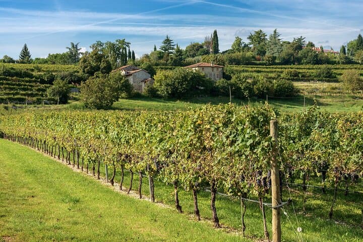 Experiencia de Vino Amarone y Valpolicella de Medio Día desde Verona — foto 3