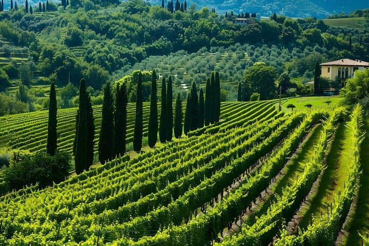 Experiencia de Vino Amarone y Valpolicella de Medio Día desde Verona — foto 1