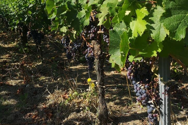Visite des Vins de Saint-Émilion : Vignoble et Village — photo 3