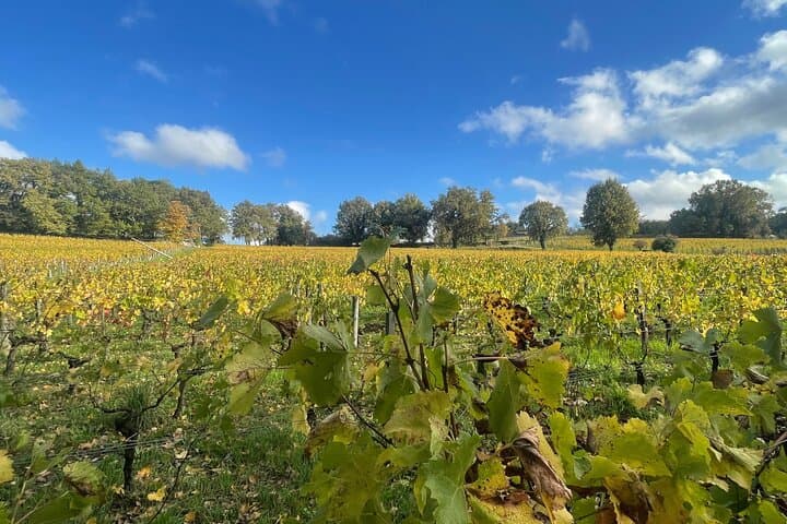 Saint-Émilion & Pomerol Wein Tour — Foto 3