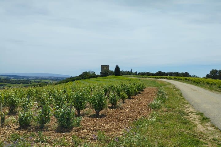 Expérience Vinicole à Châteauneuf-du-Pape