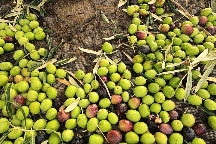 Tour de Aceite de Oliva en Andalucía