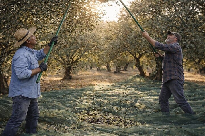 Tour de Aceite de Oliva en Andalucía — foto 3