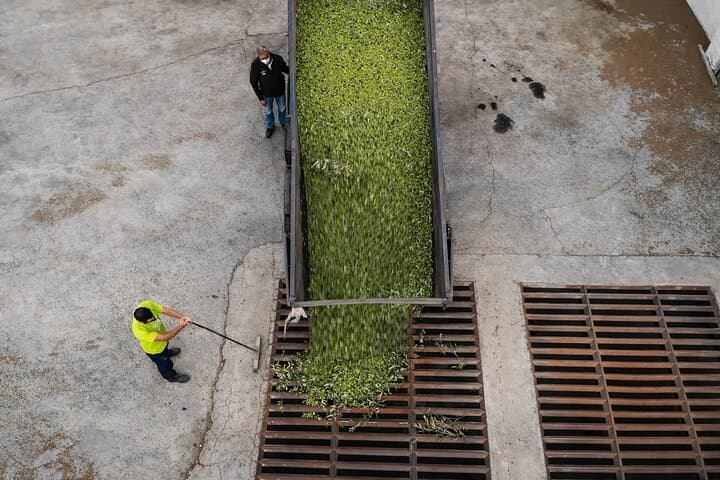 Tour de Aceite de Oliva en Andalucía — foto 4