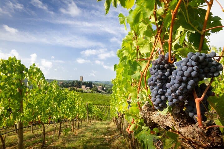 Expérience de Vin de Demi-Journée à Valpolicella depuis Vérone — photo 2