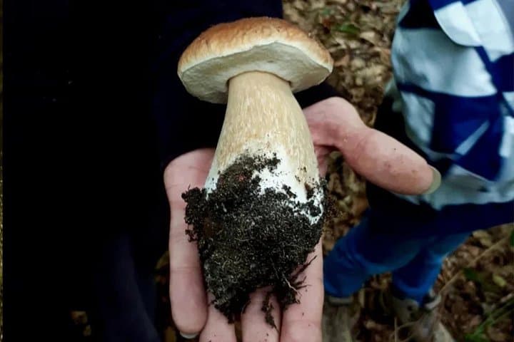 Escursione ai funghi di Heidelberg