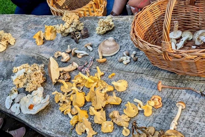 Escursione ai funghi di Heidelberg — foto 2