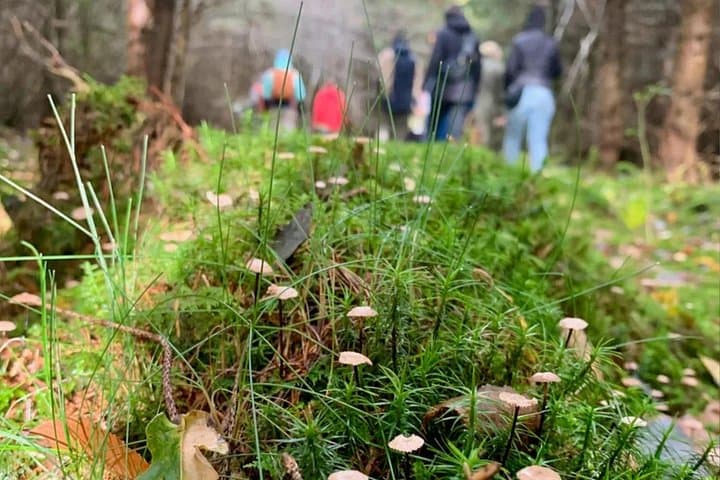 Escursione ai funghi di Heidelberg — foto 3