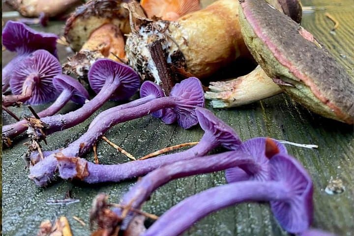 Escursione ai funghi di Heidelberg — foto 4