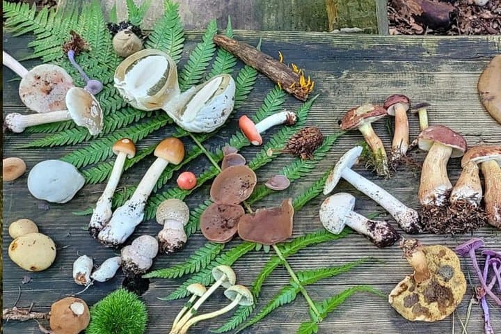 Escursione ai funghi di Heidelberg — foto 5