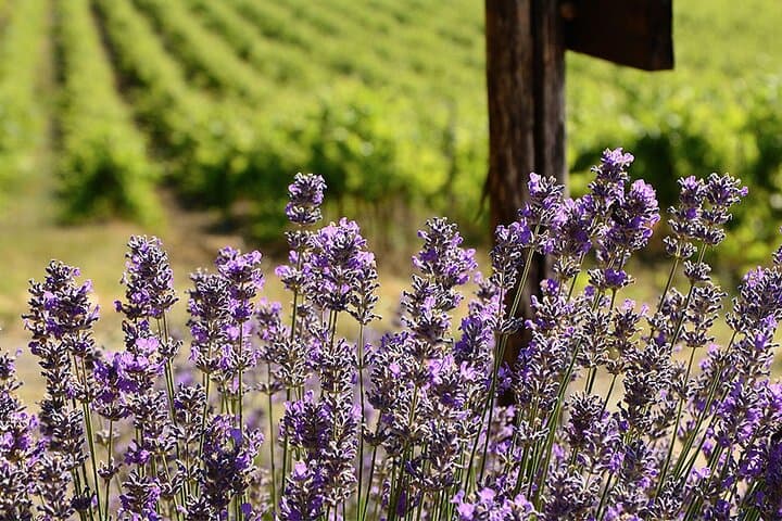 Tour de Perfume y Vino en la Riviera Francesa — foto 5