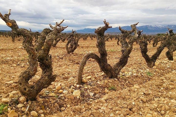 Visite complète des vins de Rioja depuis Saint-Sébastien — photo 5