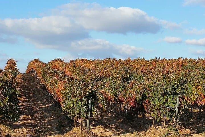 Visite complète des vins de Rioja depuis Saint-Sébastien