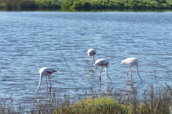 Excursión de un día completo a la Camarga desde Aviñón — foto 2