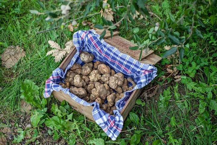 Trüffeljagd in der Toskana — Foto 5