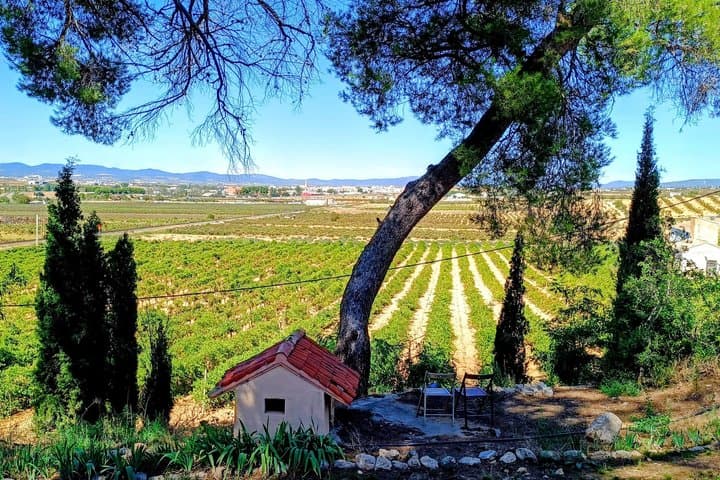 Tour Privato di Un Giorno nel Villaggio Medievale di Requena e Cantina — foto 3