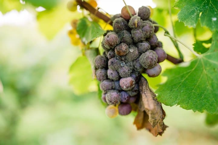 Privat geführte Weinprobe in Sauternes — Foto 5