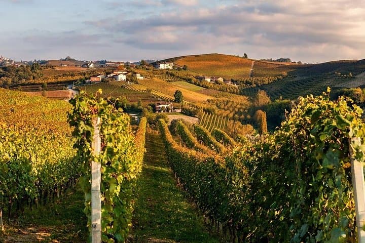 Tour delle Vigne e Cantine di Barolo da Milano — foto 4