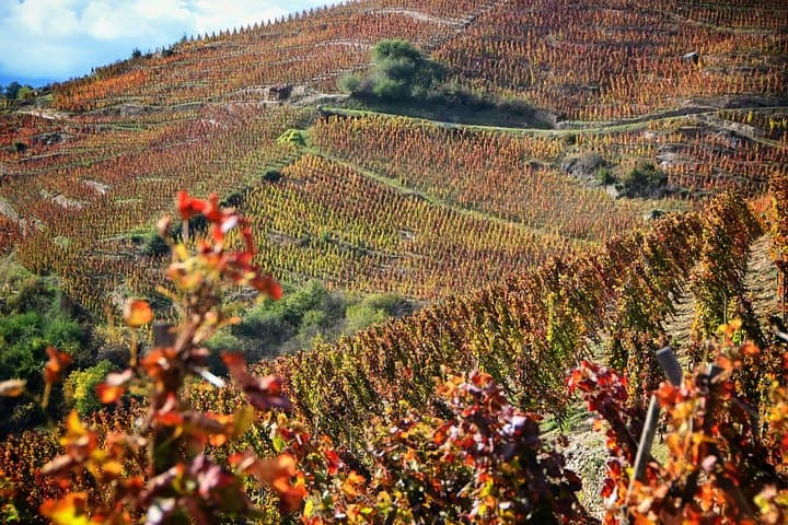 Private Weintour durch das nördliche Rhône-Tal ab Lyon — Foto 3