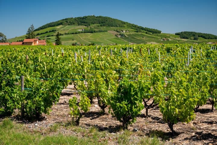 Private Weinverkostungstour im Beaujolais ab Lyon — Foto 5