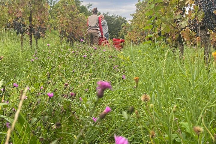Naturwein-Tour ab Verona mit biologischem Mittagessen — Foto 4